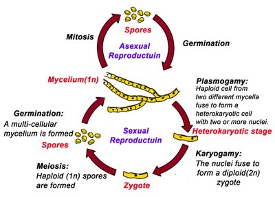 Diagram of fungal life cycle showing asexual and sexual reproduction