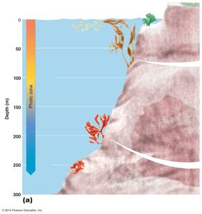 Diagram of algal habitats by depth in aquatic environments