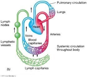 Diagram of blood and lymphatic circulation