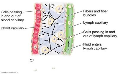 Diagram of blood and lymph capillaries and cell movement