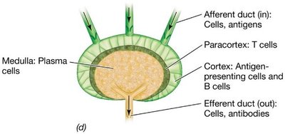Structure of a lymph node with immune cell compartments