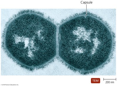 Streptococcus pneumoniae with visible capsule under TEM