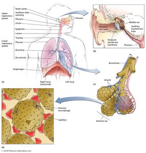 Structures of the respiratory system, including upper and lower divisions, sinuses, and alveoli