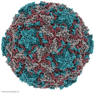3D structure of a rhinovirus particle