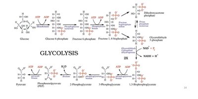 Detailed steps of glycolysis, showing the conversion of glucose to pyruvate with ATP and NADH production