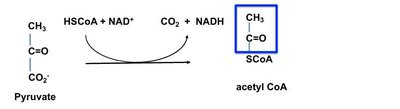 Conversion of pyruvate to acetyl-CoA, showing reactants and products