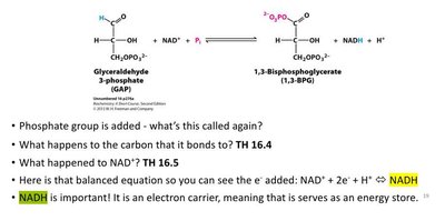 Reduction of NAD+ to NADH during glycolysis