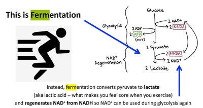 Diagram of fermentation showing glycolysis, NADH production, and regeneration of NAD+ during conversion of pyruvate to lactate