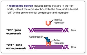 Diagram of repressible operon mechanism