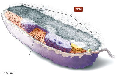 Diagram of a typical prokaryotic cell