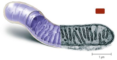 Mitochondrion structure