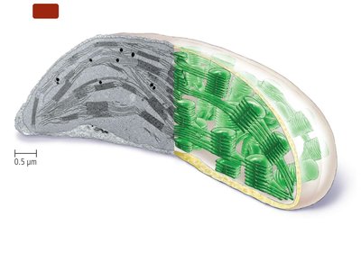 Chloroplast structure