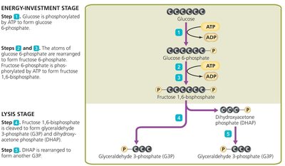 Glycolysis pathway, part 2