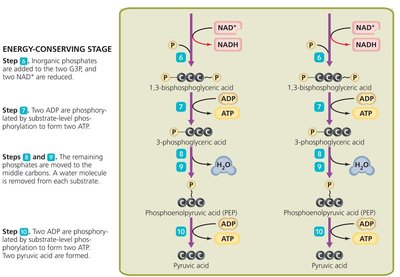 Citric acid cycle diagram