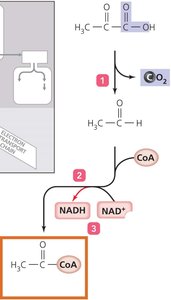 Pyruvate dehydrogenase complex reaction