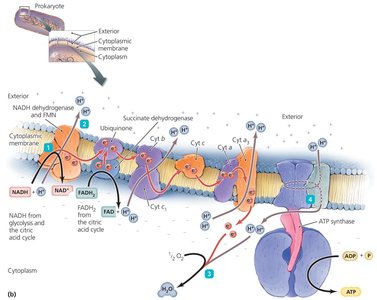 Electron transport chain in prokaryotes