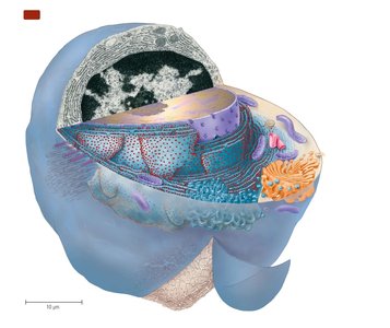 Diagram of a typical eukaryotic cell