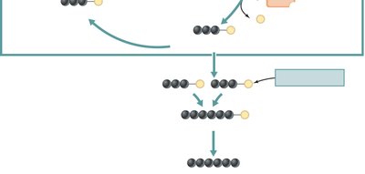 Calvin-Benson cycle diagram