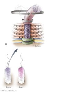 Structure of bacterial flagella and Gram reaction