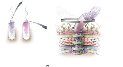 Comparison of Gram-positive and Gram-negative flagella structure