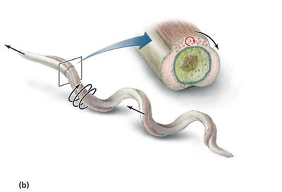 Axial filament in spirochetes