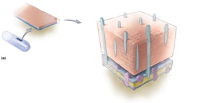 Gram-positive cell wall structure