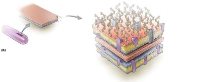 Gram-negative cell wall structure