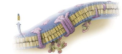 Structure of a prokaryotic cytoplasmic membrane