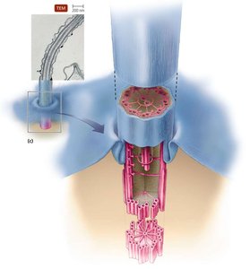 Eukaryotic flagella and cilia structure