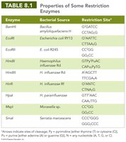 Table of properties of some restriction enzymes