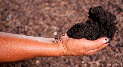 Microorganisms in volcanic soil