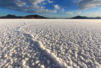 Microorganisms in salt flats