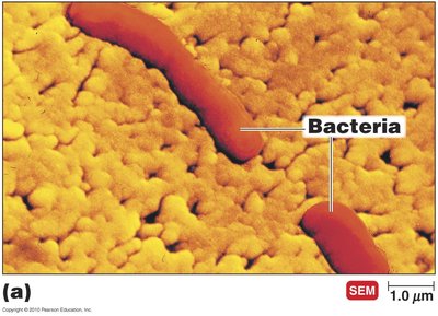 Bacteria SEM