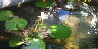 Microorganisms in water