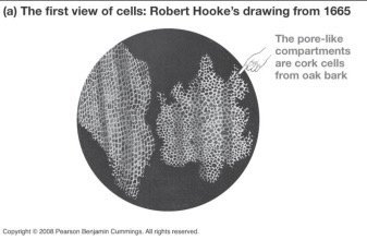 Hooke's drawing of cork cells