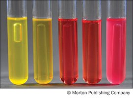Phenol Red Broth Fermentation Tubes