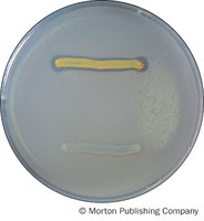Lipase Hydrolysis results