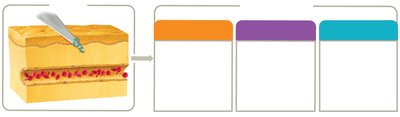 Inflammation phases overview