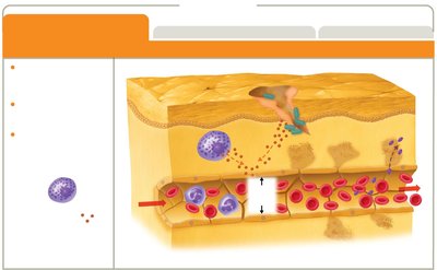 Vascular changes in inflammation