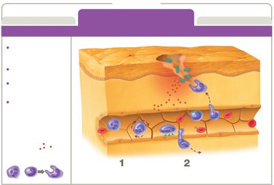 Leukocyte recruitment in inflammation