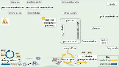 Metabolism: The Big Picture