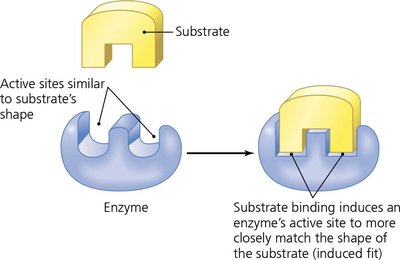 Enzymes Fitted to Substrates