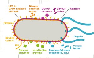 Overview of virulence factors