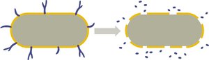 LPS and endotoxin release from Gram-negative bacteria