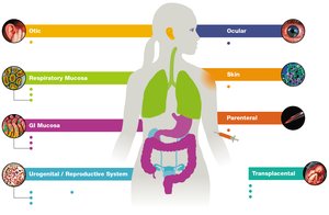 Portals of entry for pathogens