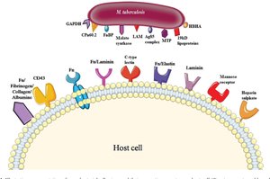 Adhesion factors and host cell receptors