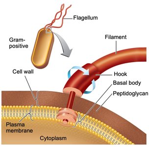 Flagellum structure in Gram-positive bacterium