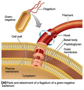 Flagellum structure in Gram-negative bacterium