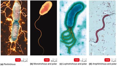 Flagella arrangements: peritrichous, monotrichous, lophotrichous, amphitrichous