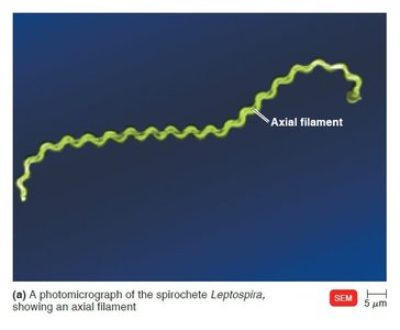 Axial filament in spirochete Leptospira